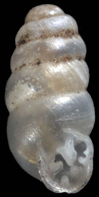 G. holzingeri shell