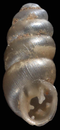 G. pellucida shell