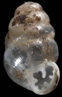 G. pentodon shell
