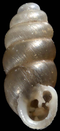 G. procera shell