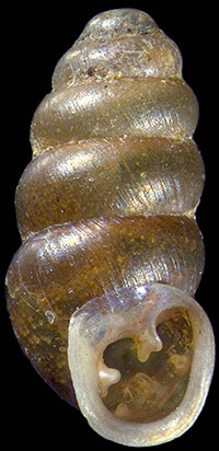 G. riparia shell