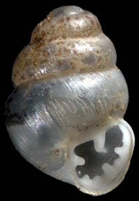 G. tappaniana shell