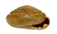 G. fonticula shell side