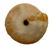 G. fonticula shell bottom