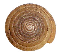 G. fonticula shell top