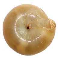 G. interna shell bottom