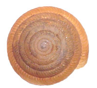 G. interna shell top