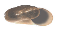 G. cumberlandiana shell side