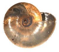 G. cumberlandiana shell bottom