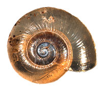 G. cumberlandiana shell top