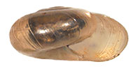 G. luticola shell side