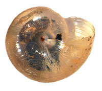 G. luticola shell bottom