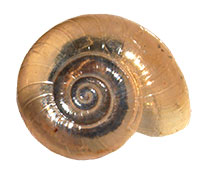 G. luticola shell top