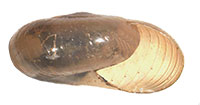 G. praecox shell side