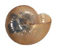 G. praecox shell bottom