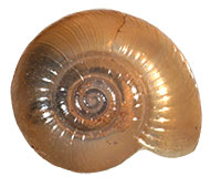 G. praecox shell top