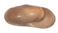G. sculptilis shell side