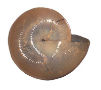 G. sculptilis shell bottom