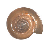G. sculptilis shell top