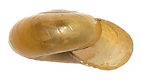 G. solida shell side