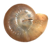 G. solida shell bottom