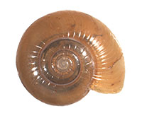 G. solida shell top