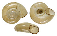 H. concavum shells