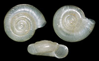 H. alachuana shells