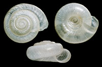 H. minuscula shells