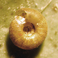 H. hadenoecus shell bottom