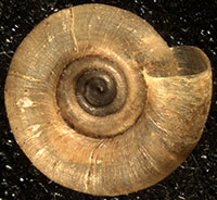 H. lirellus shell bottom