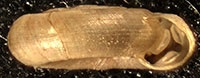H. lirellus shell side