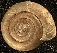 H. lirellus shell top