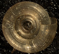 H. notius shell bottom