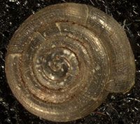H. notius shell top