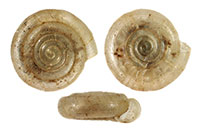 H. parallelus shells