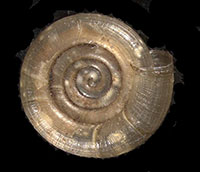 H. shimeki shell bottom