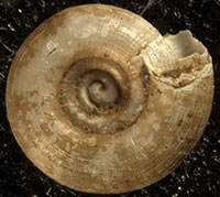 H. triodus shell bottom