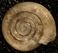 H. triodus shell top