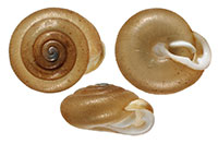 I. inflectus shells