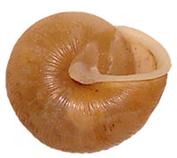 I. kalmianus shell bottom