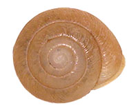 I. kalmianus shell top