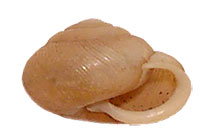 I. kalmianus shell side
