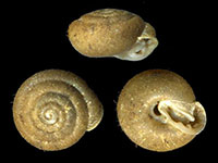 L. pustuloides shells