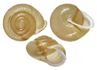 M. clausus shells