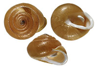 M. elevatus shells