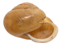 M. mitchellianus shell side