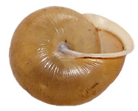 M. mitchellianus shell bottom