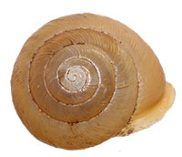 M. mitchellianus shell top