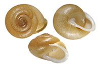M. zaletus shells
